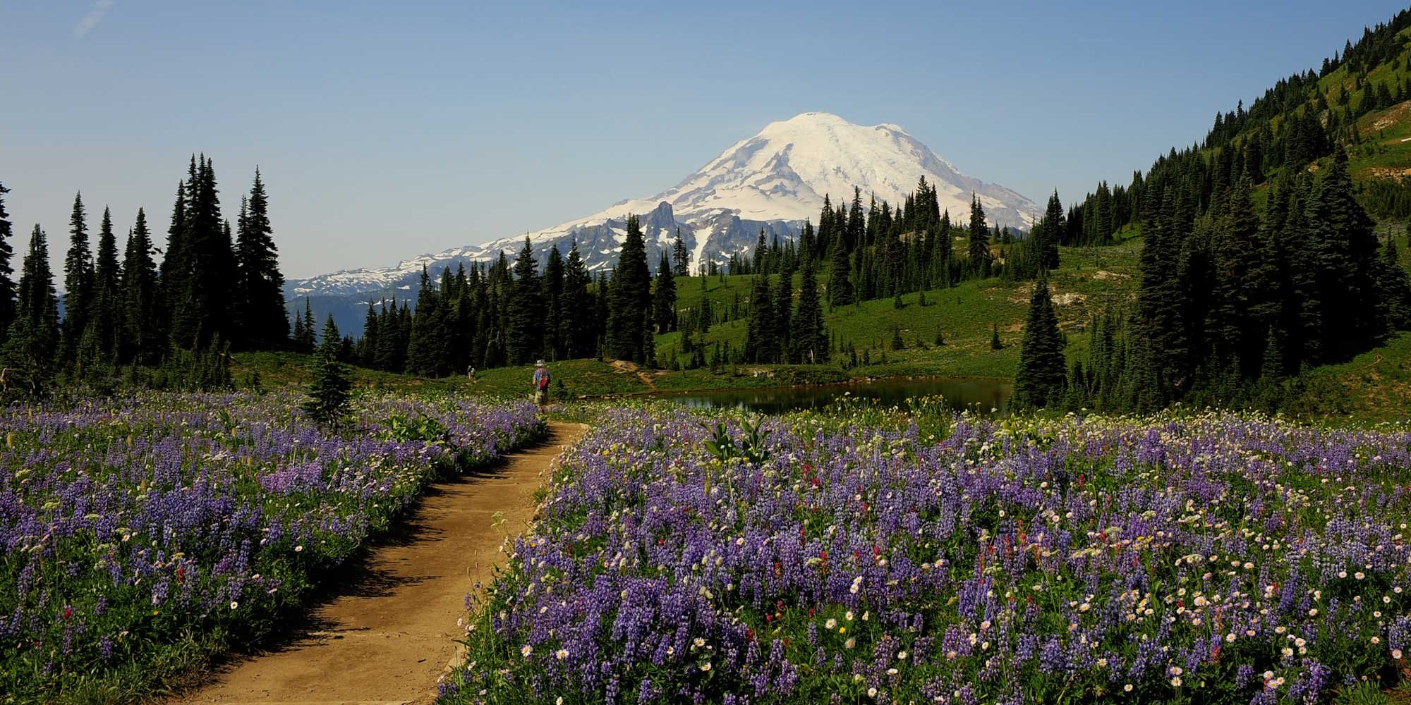 Mount Rainier Wildflowers Washington