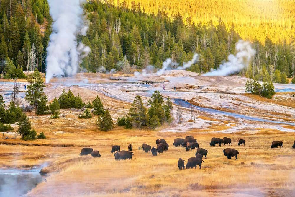 Wyoming Yellowstone National Park