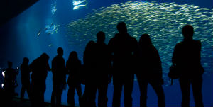 Monterey - Bay aquarium