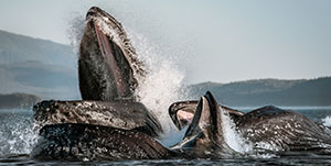 Juneau - Best of Juneau &amp; whale watching 