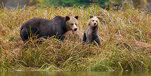 Nimmo Bay Wilderness Resort - Observation de l’ours et des baleines