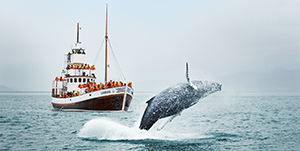 Islande - Observation des Baleines