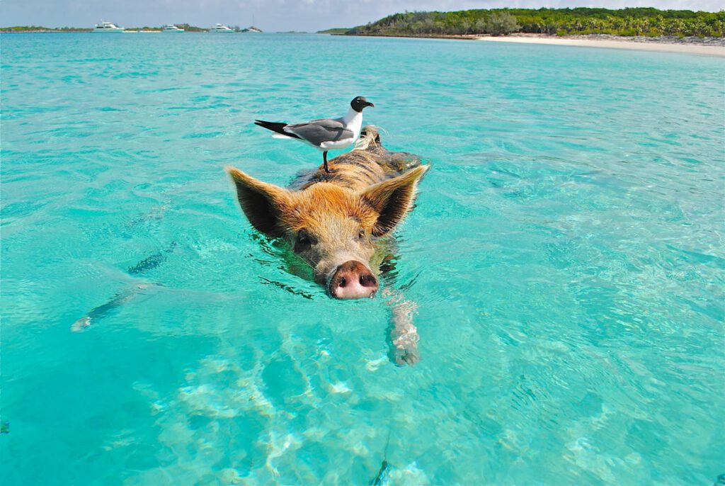 Bahamas