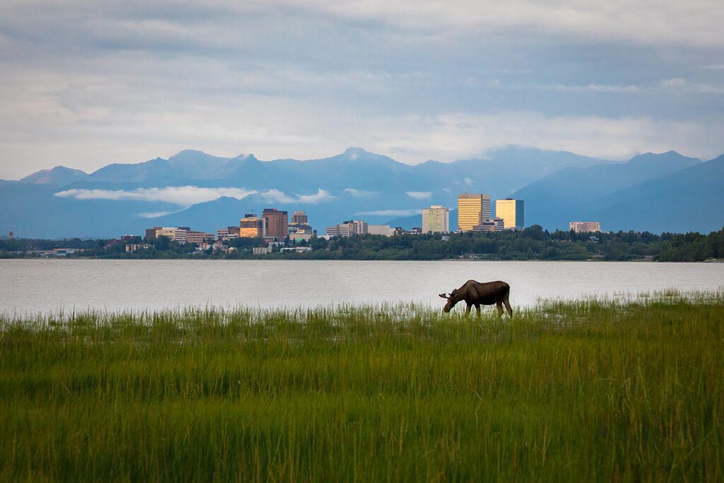 Anchorage Alaska Grazing Moose