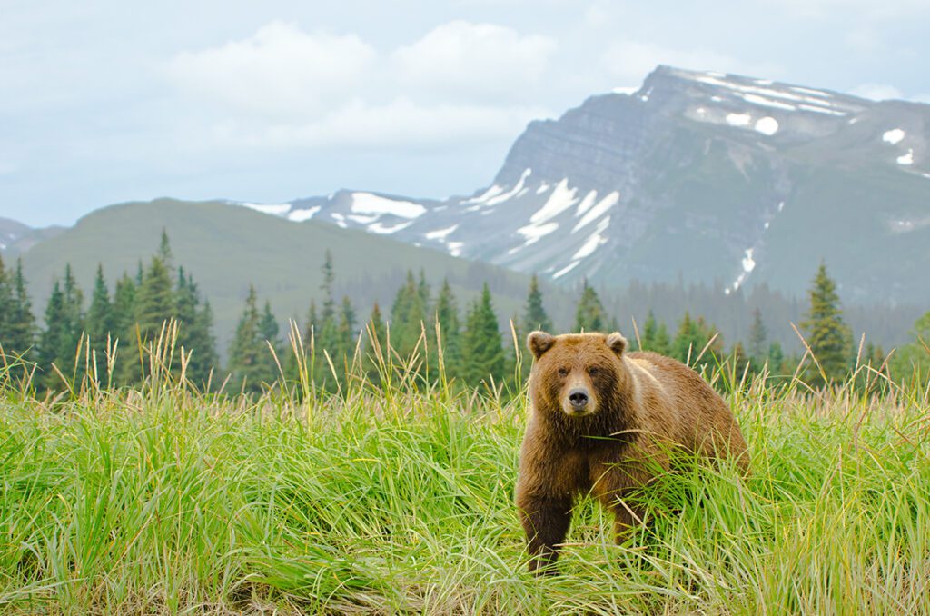 Coastal Brown Bears