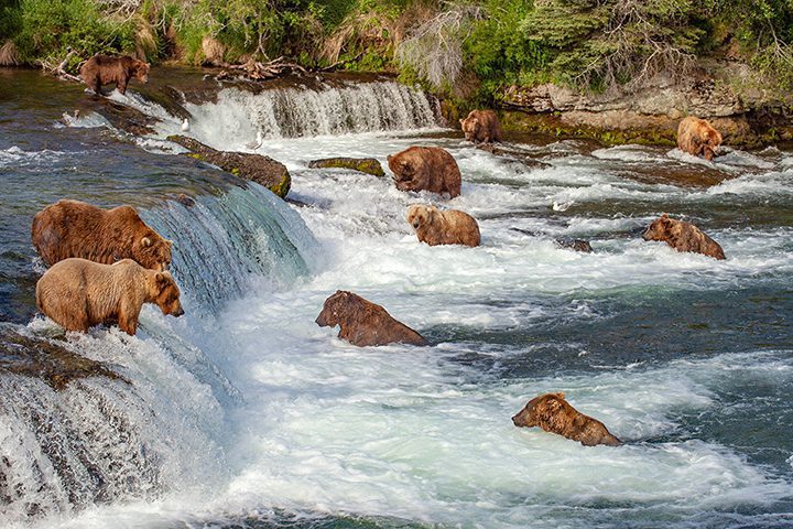 Grizzly bears fishing for salmon at Brooks Falls, Katmai NP, Alaska