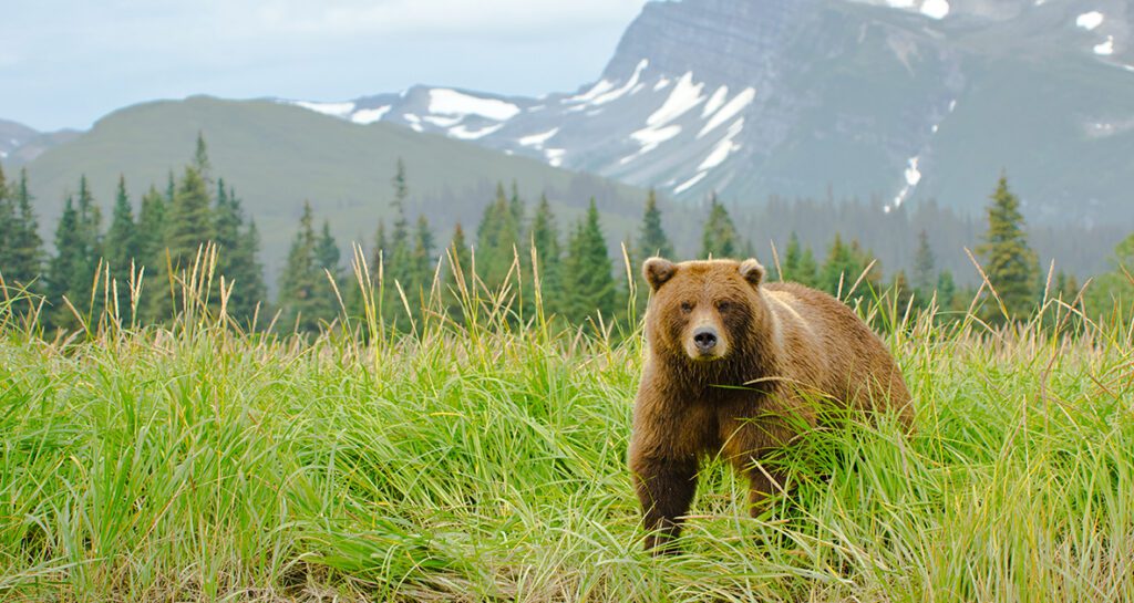 Coastal Brown Bears
