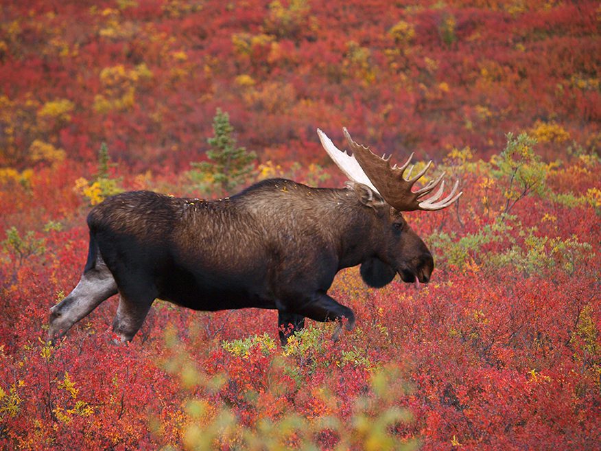 Moose in Denali National Park, Alaska