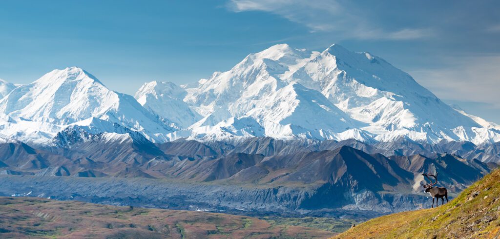 Caribou deer in front of mount Denali, Denali NP, Alaska
