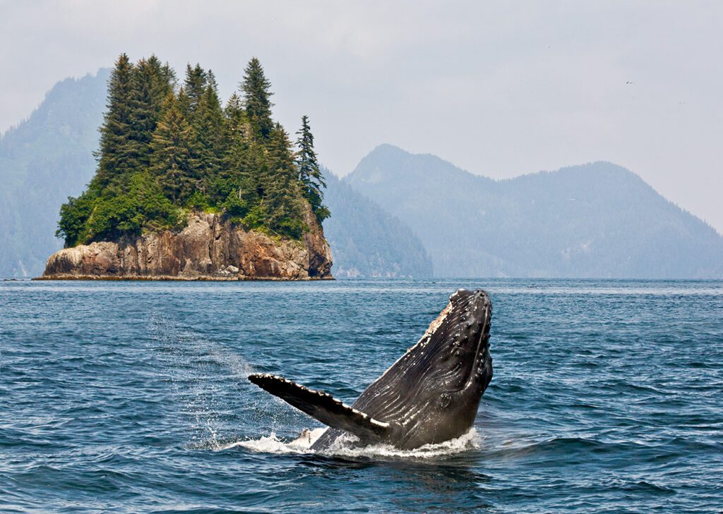 Humpbacks whale breaching jumping. Alaska.