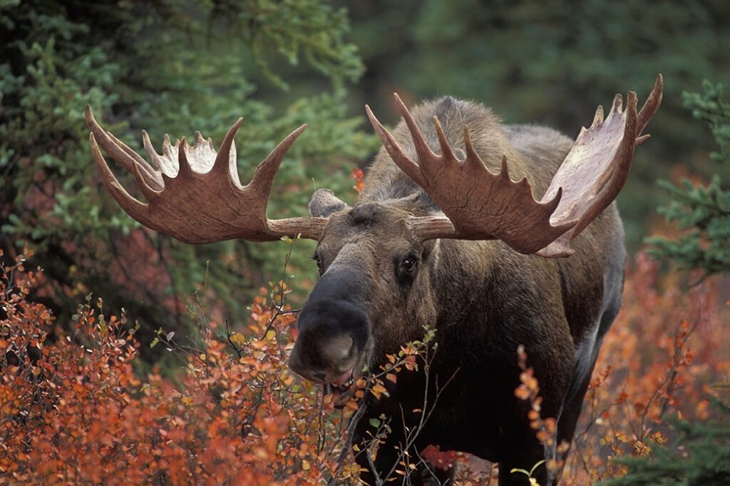 Bull moose (Alces alces) feeds on fall foliage of dwarf birch, Denali Nat'l Park, Alaska.