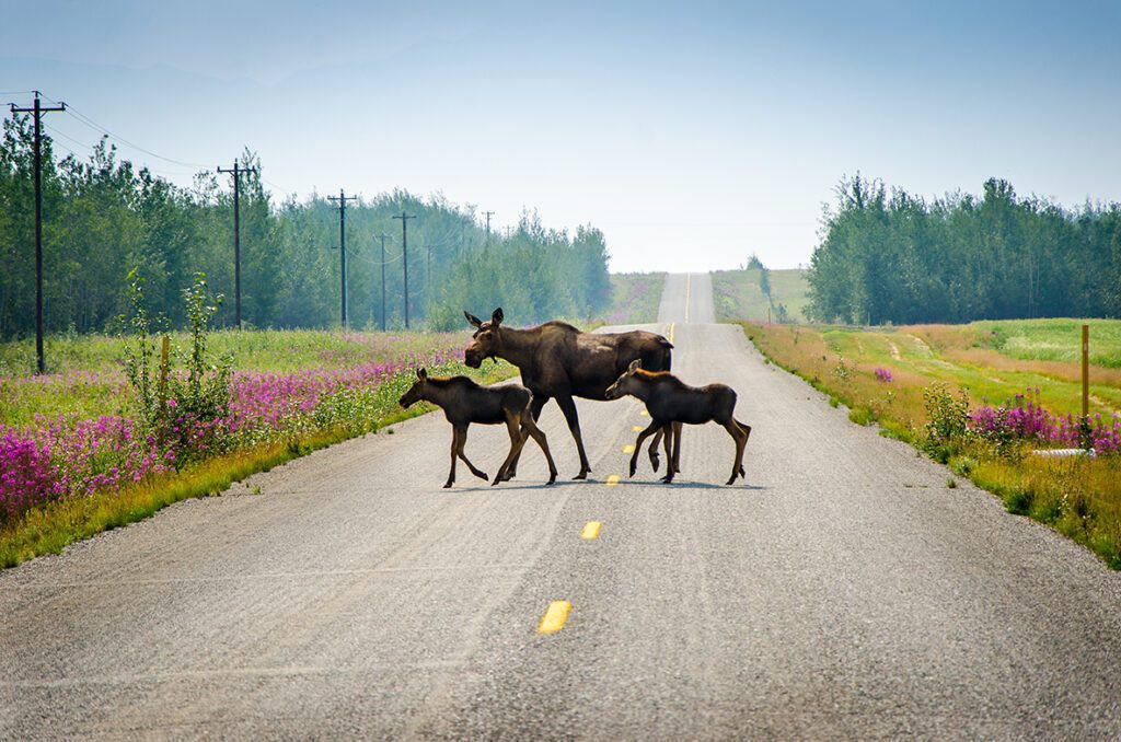 Mother and two baby moose cross road near Delta Junction, Alaska