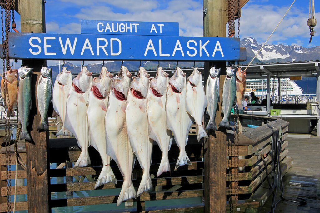 The halibuts caught at Seward Alaska were hook for weighing and showing in Seward, Alaska, USA