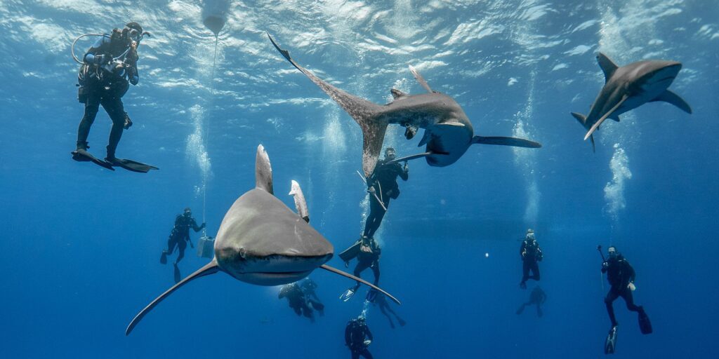 Bahamas Cat island diving