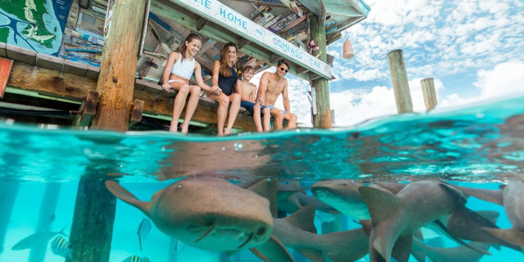 Bahamas Exumas nursing sharks