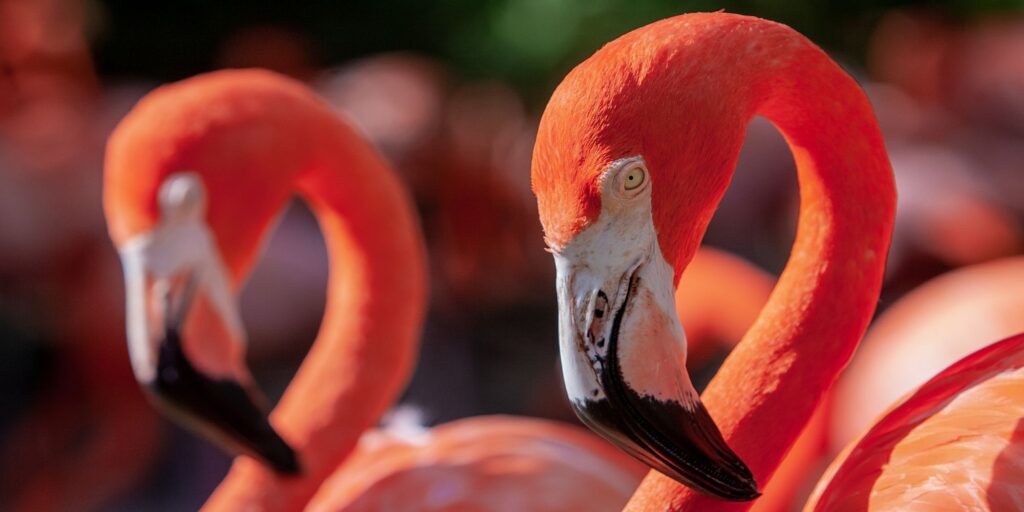 Bahamas Flamand rose