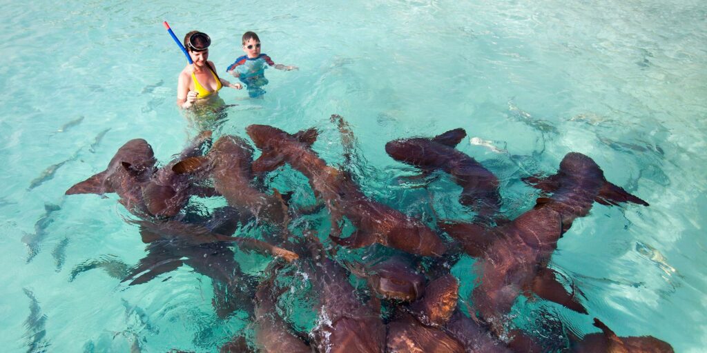 Bahamas Nursing sharks