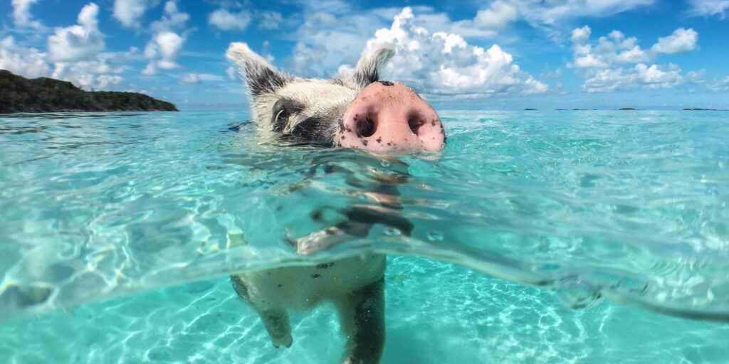 Bahamas Pig swimming