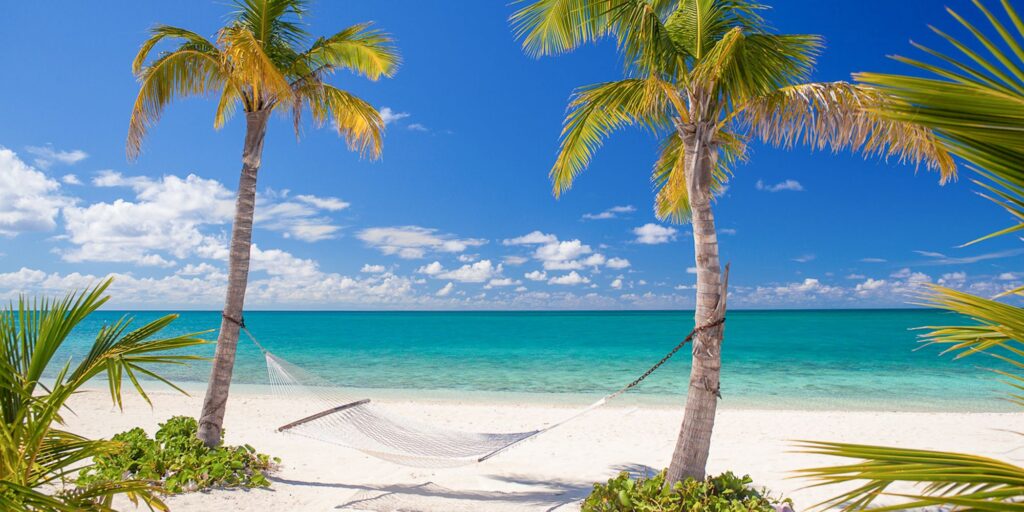 eleuthera palm