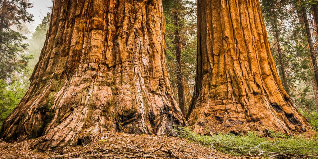 séquoias Redwood