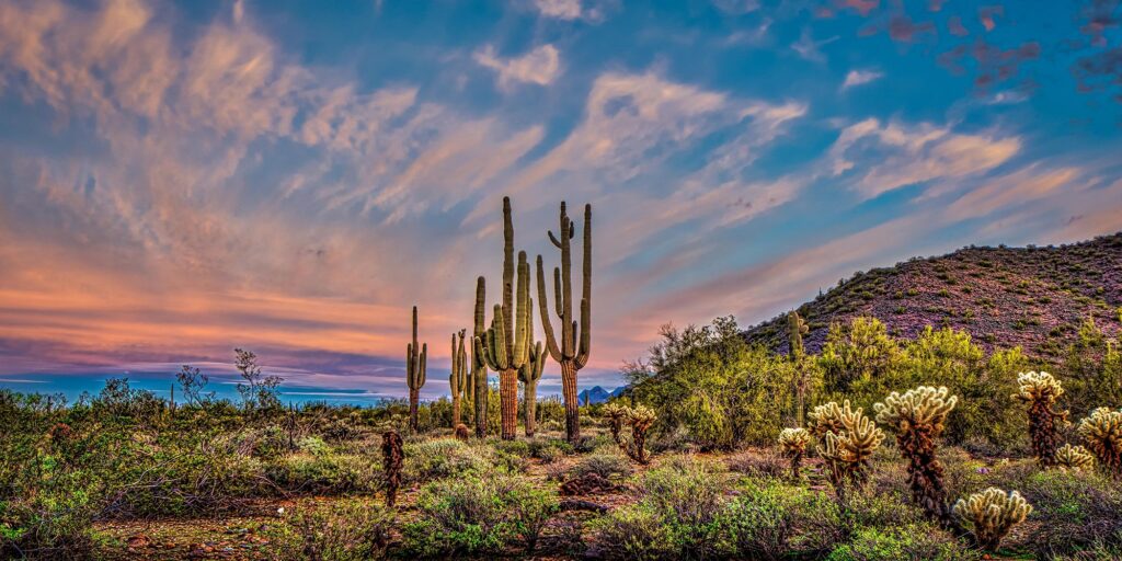 AZ Scottsdale Saguaro web