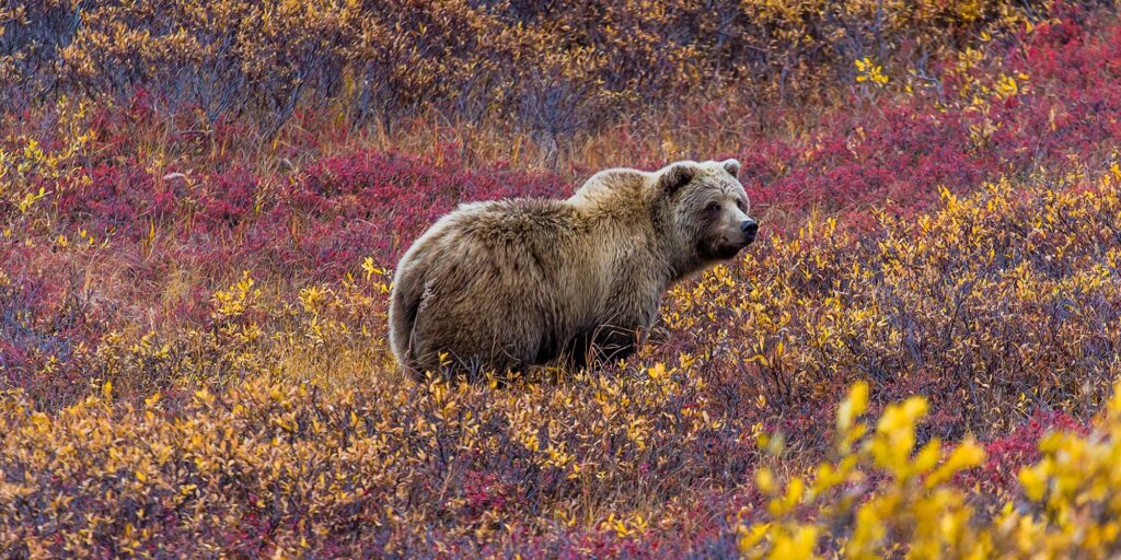 Alaska Denali bear