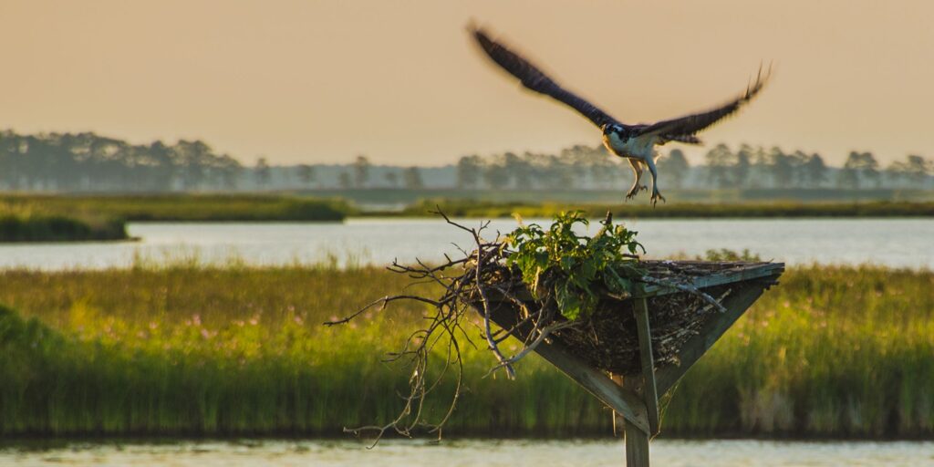 Blackwater National Wildlife Refuge