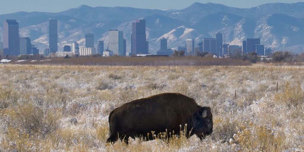 CO Denver skyline