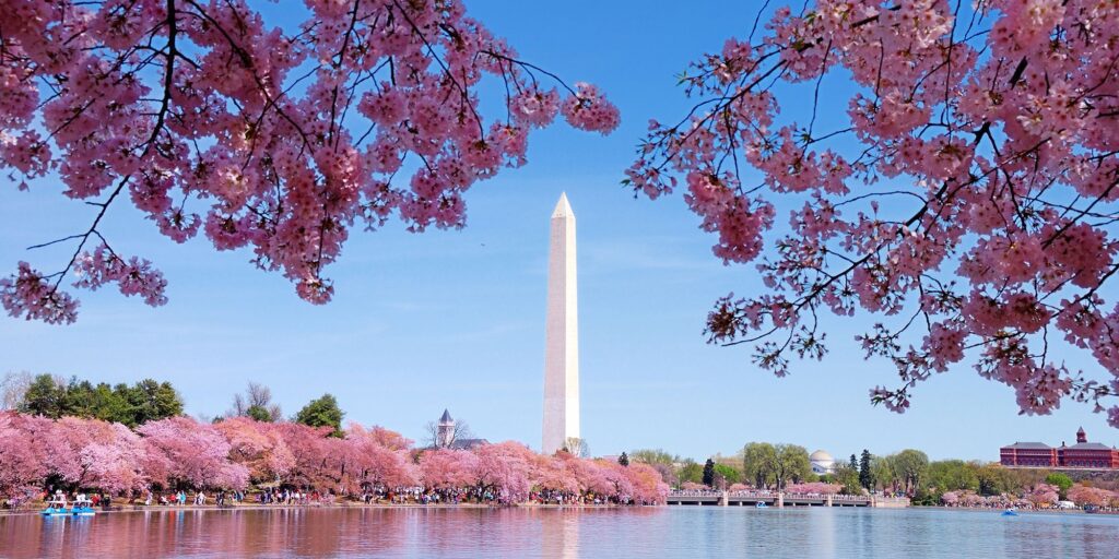 DC Cherry Blossom Washington