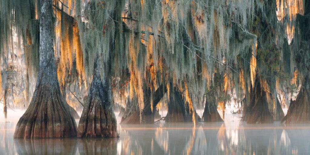 LA Louisiana Bayou