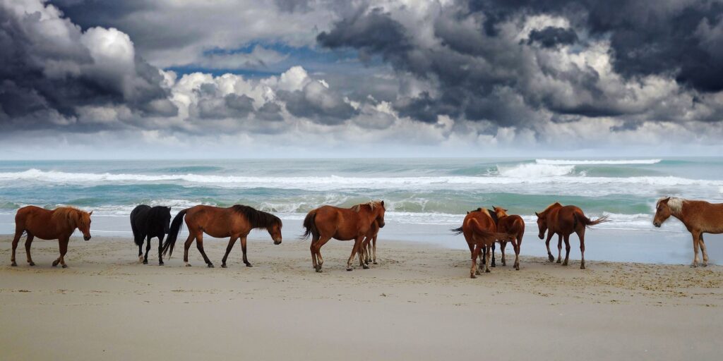 NC North Carolina Horses