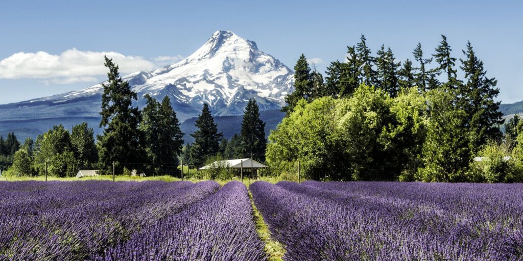 Hood River Lavender Farms met de Mount Hood op de achtergrond in Oregon, Verenigde Staten