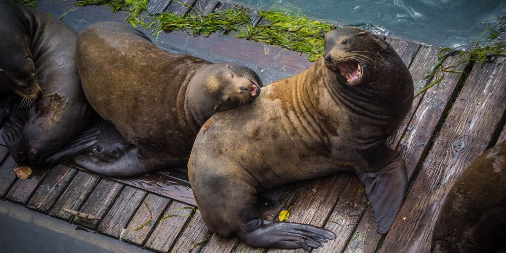 OR Newport Sea Lion