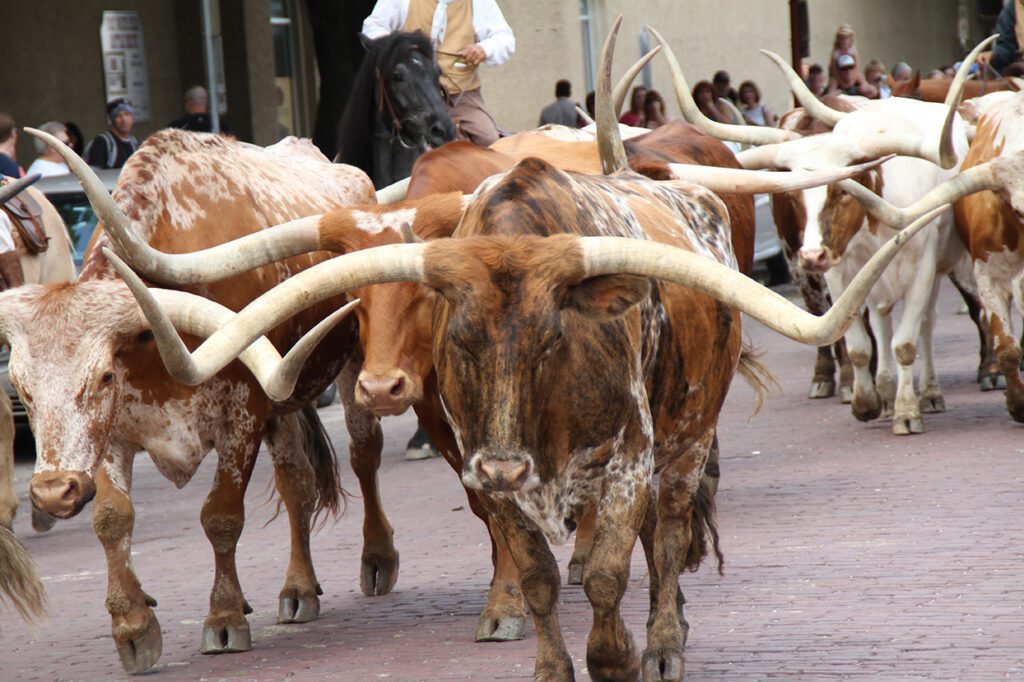 Long horn cattle at the Fort Worth Stockyard.