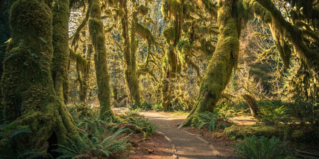 UP Hoh Rainforest Washington