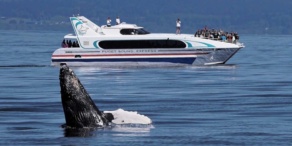 UP Puget Sound Express Whale Watching