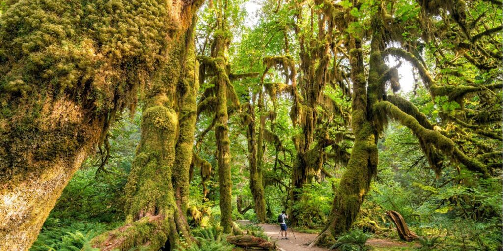 Hoh Rainforest in het Olympic National Park in de staat Washington, VS