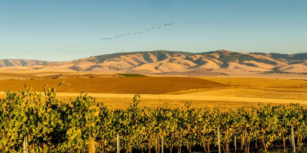 WA Walla Walla Washington State