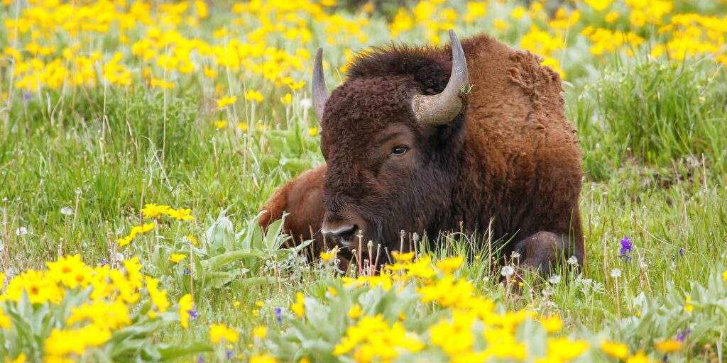 WY Bison Yellowstone
