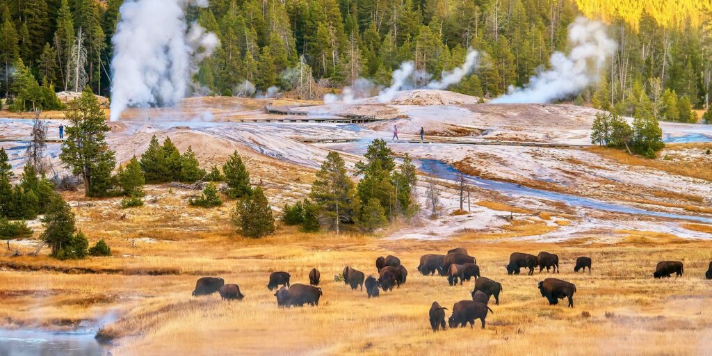 WY Yellowstone bisons