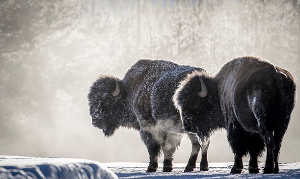 Bison Yellowstone Winter