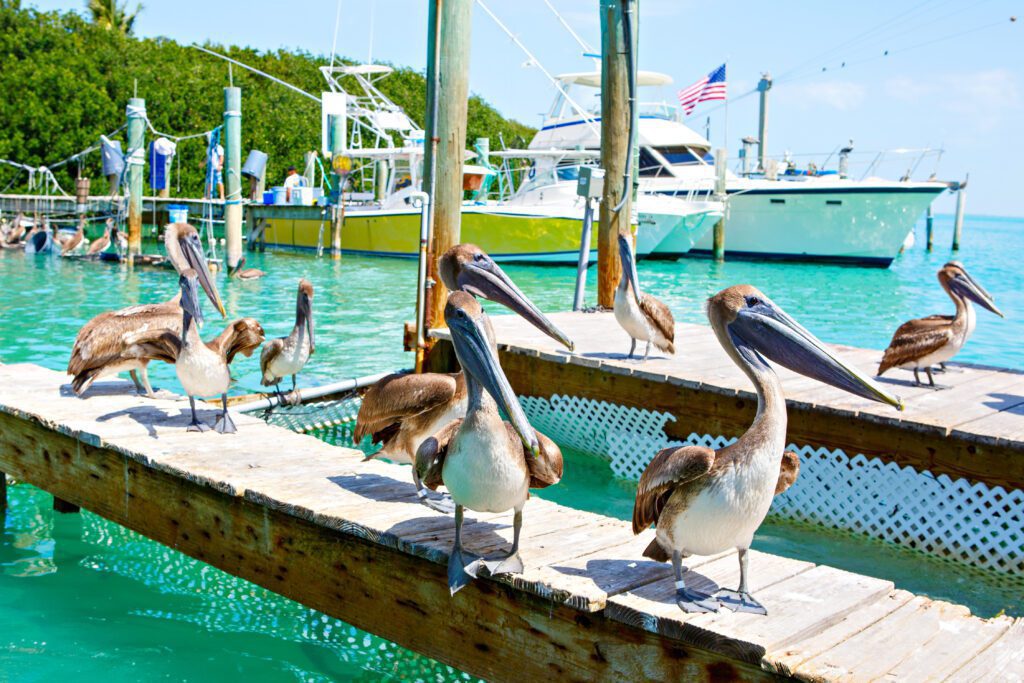 groep bruine pelikanen op een houten steiger in Islamorada, gelegen in de Florida Keys.