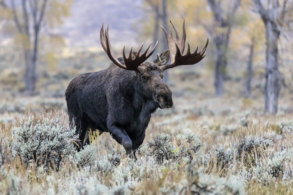 Moose Yellowstone Wildlife Safari