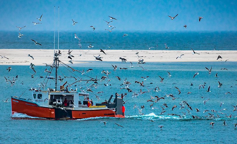 visboot met meeuwen errond in Chatham, Cape Cod.
