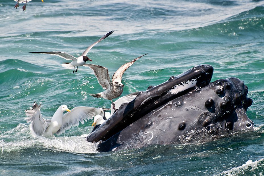 humpback whale