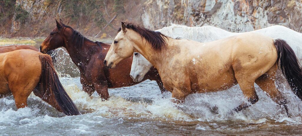 paarden in een beek