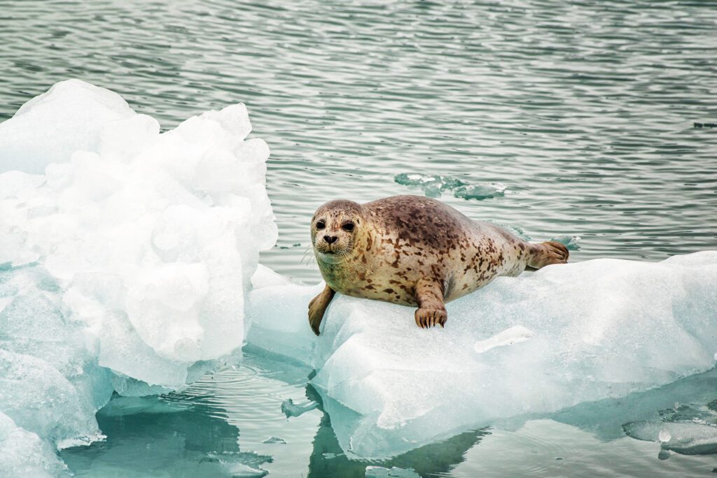 zeehond op een gletsjer in Alaska