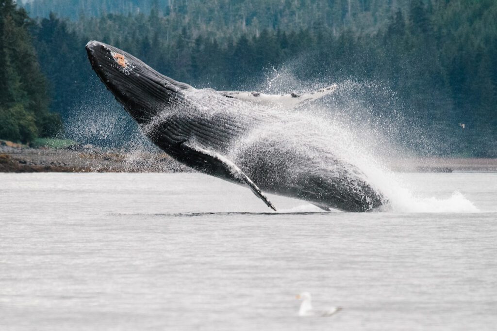 Walvis die uit het water omhoog springt, bultrugwalvis