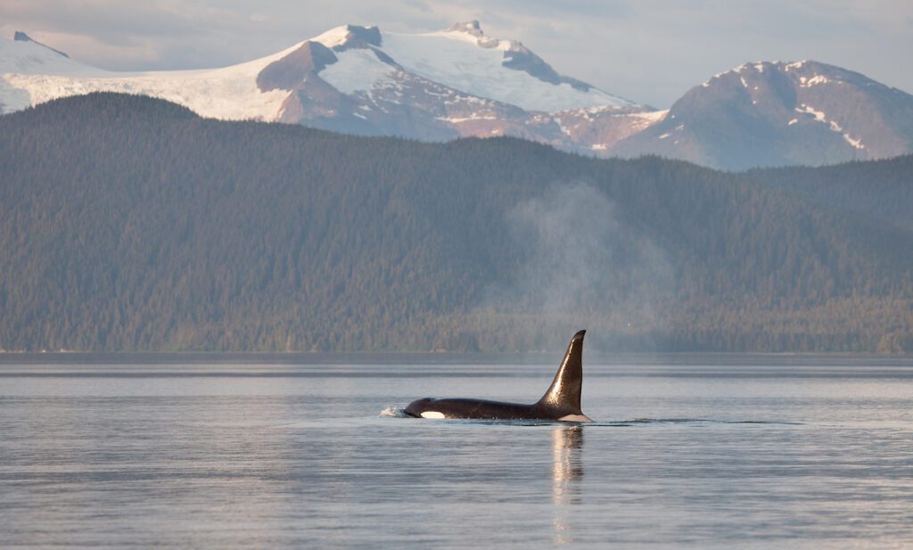 Orka in het water met bergen, bomen en gletsjers op de achtergrond